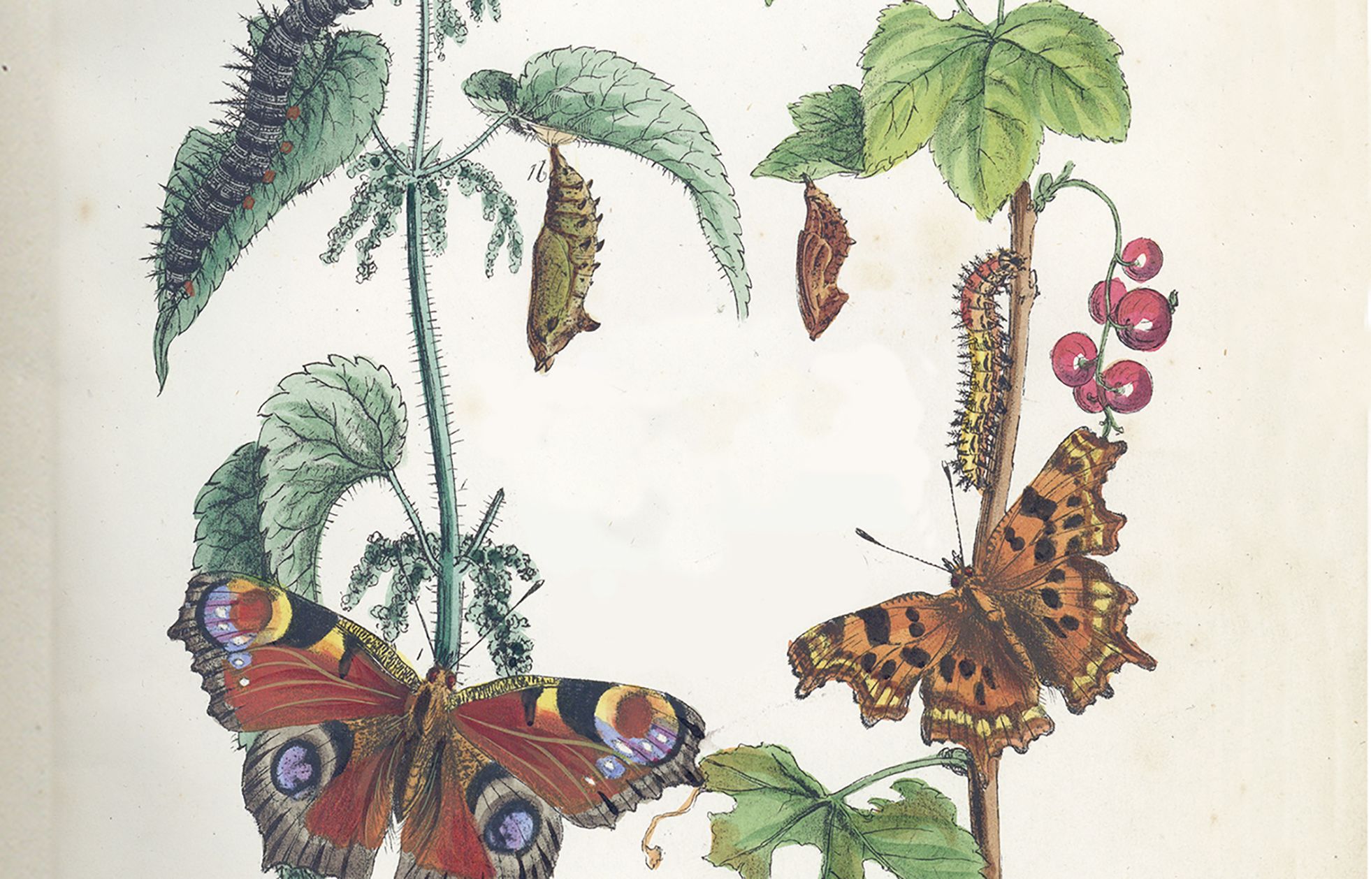 Title page from The butterflies of Great Britain, showing two butterflies, chrysalises and caterpillars