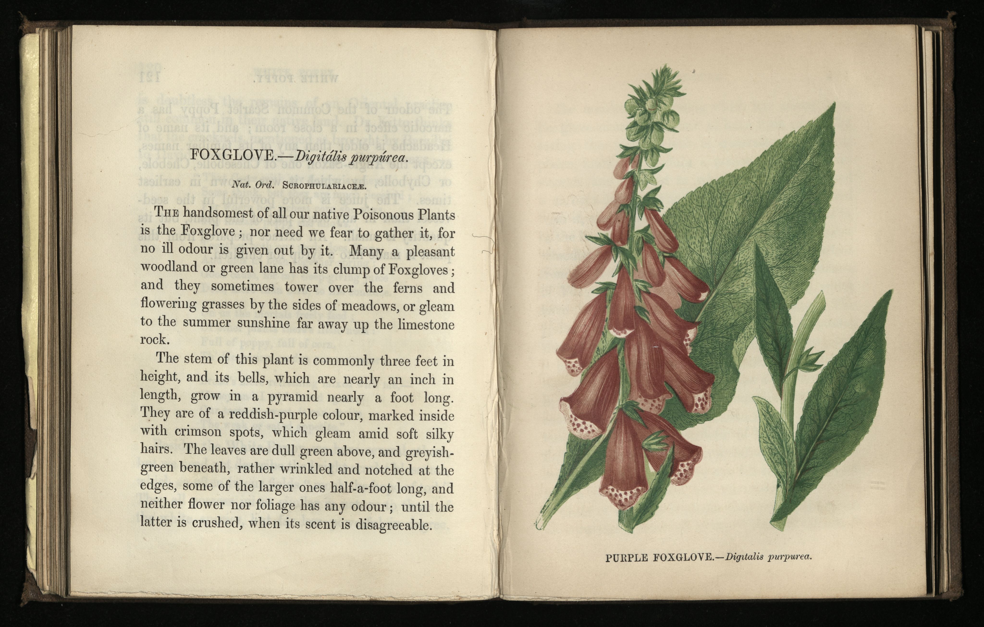 Writings on the floxglove (LEFT) with illustration (RIGHT) 