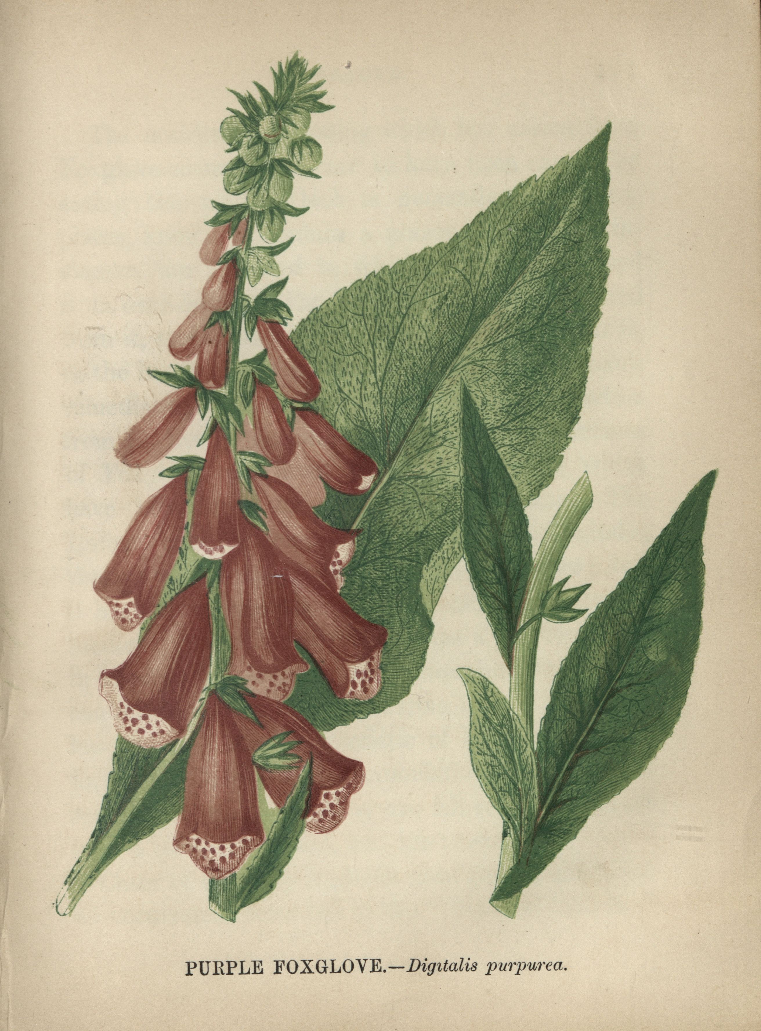Illustration of the Purple Foxglove in The poisonous, noxious, and suspected plants of our fields and woods, by Anne Pratt (1857)  19th Century Collection, 19th C. Coll. 615.93 PRA