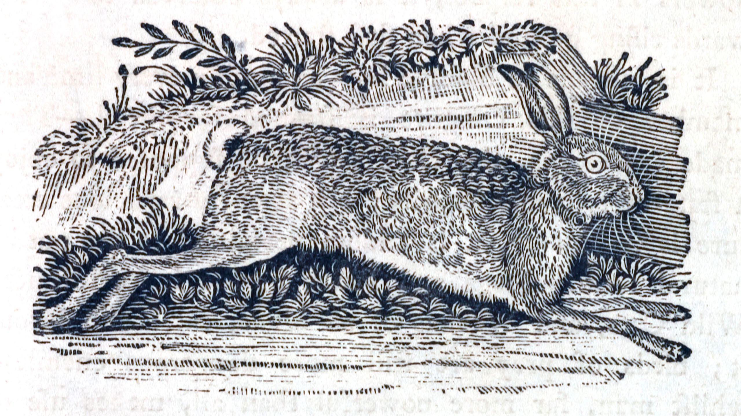 Black and white engraving of a hare