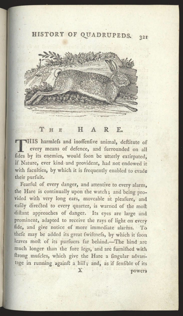 Page showing an engraving of a hare at the top and a description of the hare underneith.