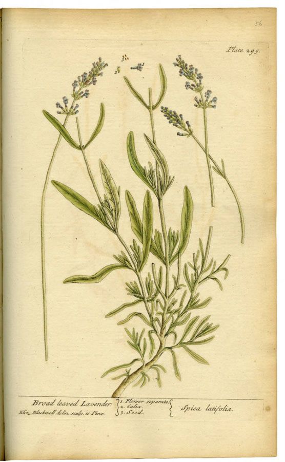 Illustration of a Broad Leaved Lavendar,